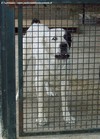 Cani da difesa del territorio - OGAN - Pastore dell'Asia centrale imperia